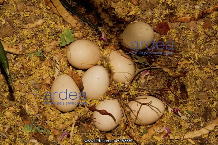 : Indian Peacock nest with eggs : Indian Peacock nest with eggs