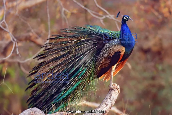 : Indian Peacock with partially open feathers : Indian Peacock with partially open feathers