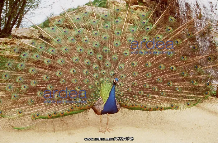 : indian PEACOCK / PEAFOWL - displaying : indian PEACOCK / PEAFOWL - displaying