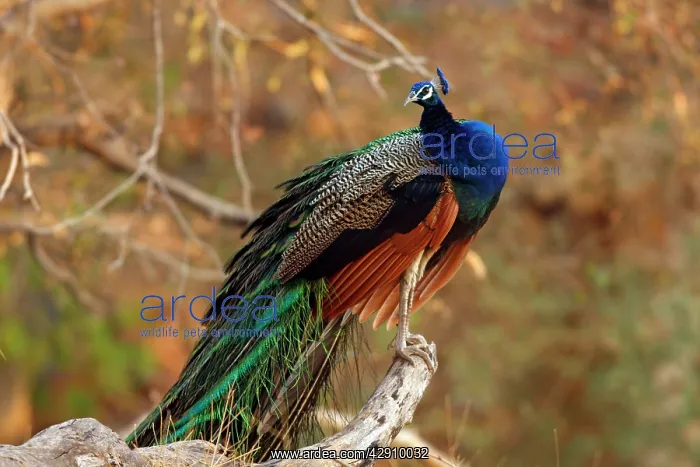 : Indian Peacock on a perch : Indian Peacock on a perch