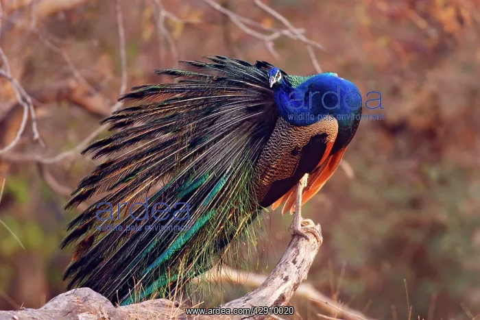 : Indian Peacock - preening feathers : Indian Peacock - preening feathers