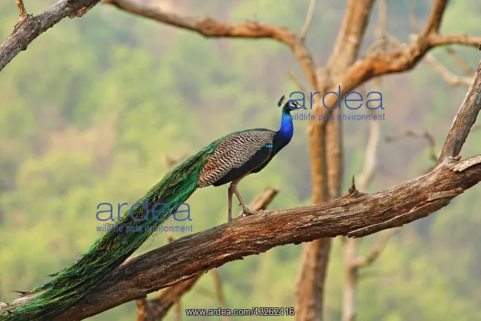 : Indian Peacock on the tree, Corbett National : Indian Peacock on the tree, Corbett National
