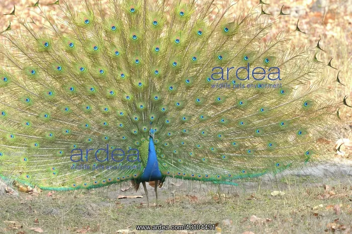 : Indian Peafowl : Indian Peafowl