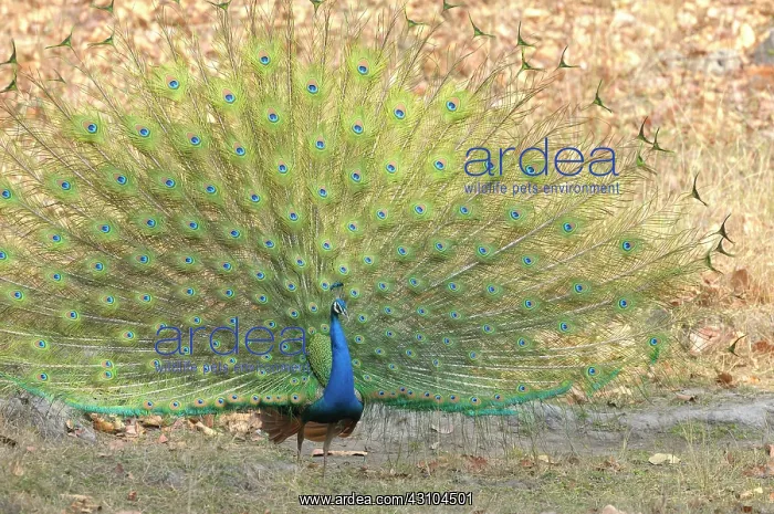 : Indian Peafowl : Indian Peafowl