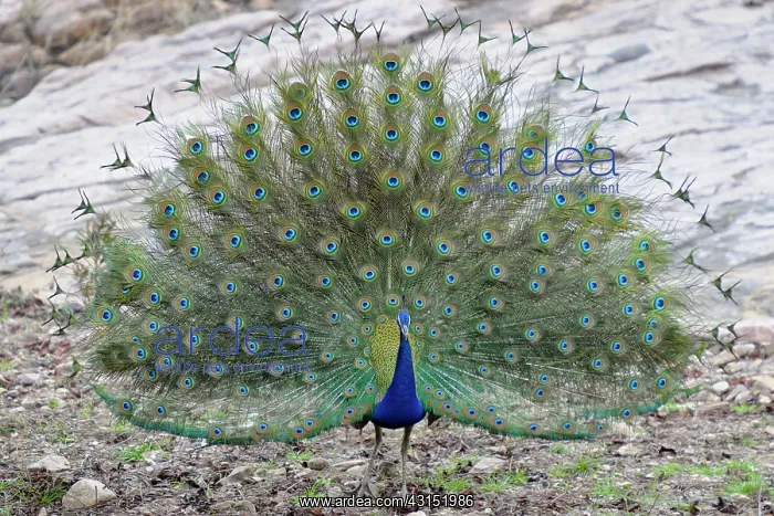 : Indian Peafowl : Indian Peafowl