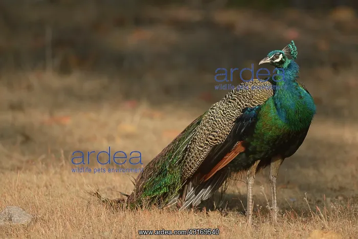 : Indian Peafowl : Indian Peafowl