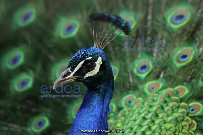 : Indian Peafowl : Indian Peafowl