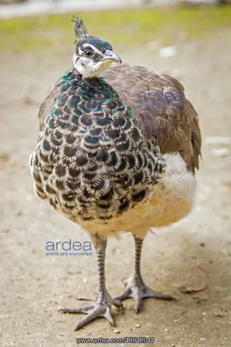 : Indian Peafowl adult female in city park : Indian Peafowl adult female in city park