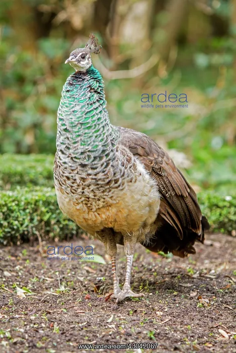 : Indian Peafowl adult female in city park : Indian Peafowl adult female in city park