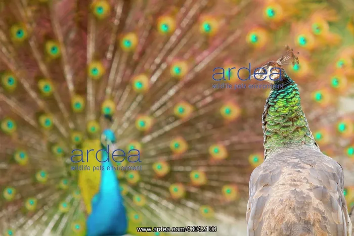 : Indian Peafowl adult female with male courtship : Indian Peafowl adult female with male courtship
