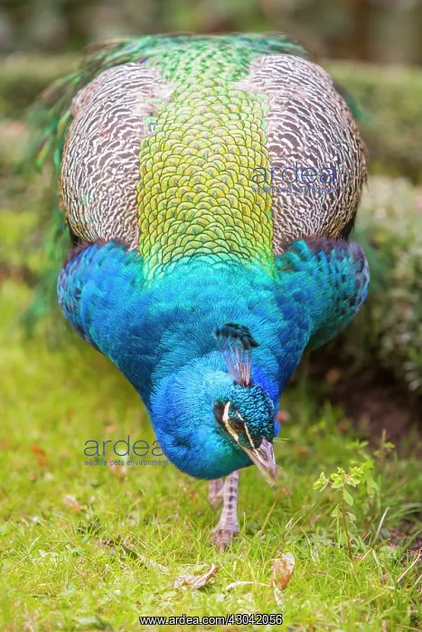 : Indian Peafowl adult male in city park : Indian Peafowl adult male in city park
