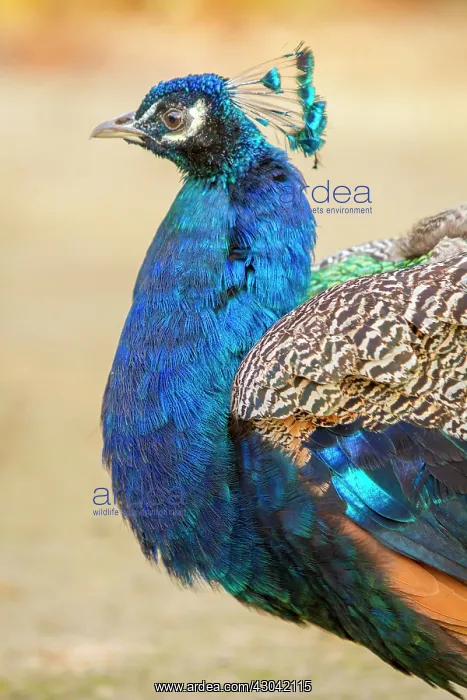 : Indian Peafowl adult male in city park : Indian Peafowl adult male in city park