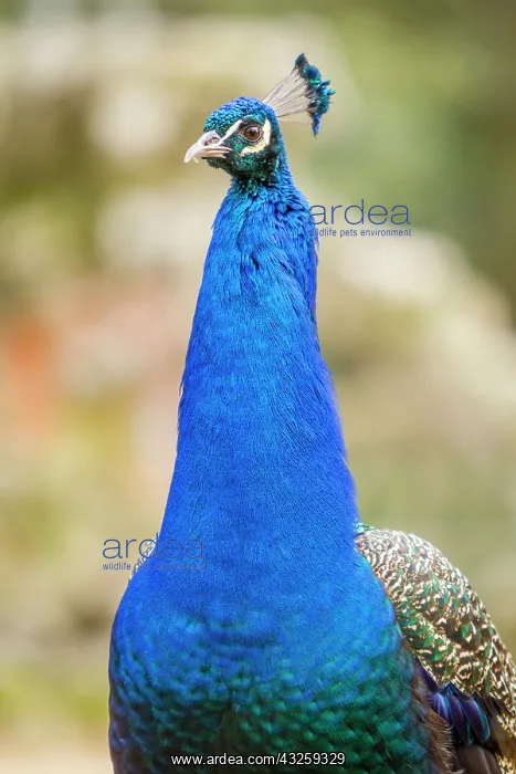 : Indian Peafowl adult male in city park : Indian Peafowl adult male in city park