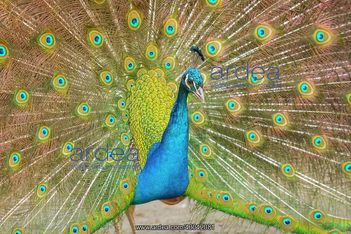 : Indian Peafowl adult male in city park courtship display : Indian Peafowl adult male in city park courtship display