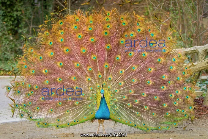 : Indian Peafowl adult male in city park courtship display : Indian Peafowl adult male in city park courtship display