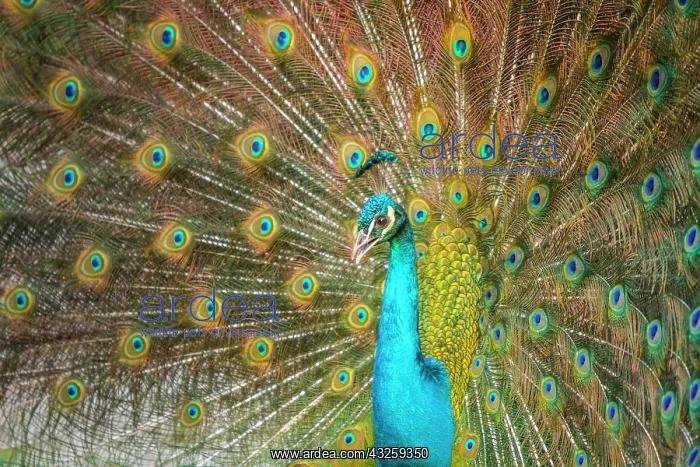 : Indian Peafowl adult male in city park courtship display : Indian Peafowl adult male in city park courtship display