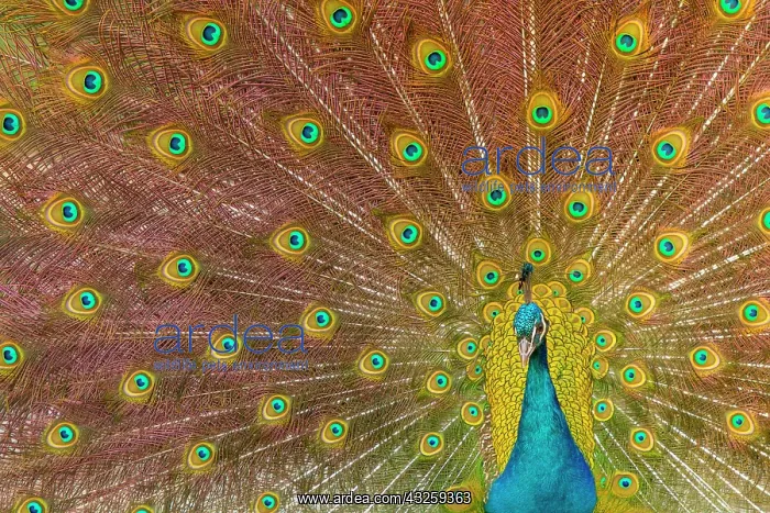 : Indian Peafowl adult male in city park courtship display : Indian Peafowl adult male in city park courtship display