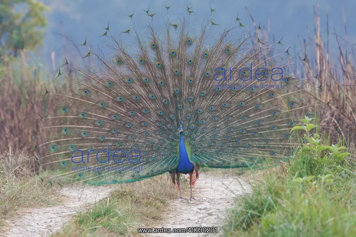 : INDIAN PEAFOWL OR BLUE PEAFOWL : INDIAN PEAFOWL OR BLUE PEAFOWL