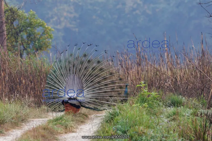 : INDIAN PEAFOWL OR BLUE PEAFOWL : INDIAN PEAFOWL OR BLUE PEAFOWL