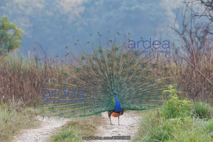 : INDIAN PEAFOWL OR BLUE PEAFOWL : INDIAN PEAFOWL OR BLUE PEAFOWL