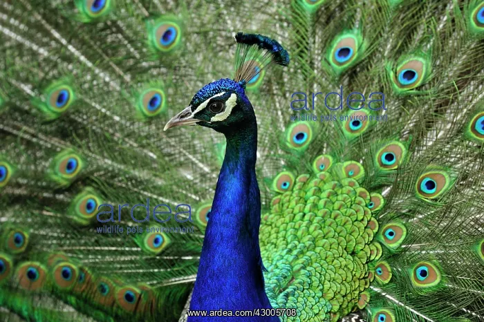 : Indian Peafowl Blue Peafowl controlled conditions : Indian Peafowl Blue Peafowl controlled conditions