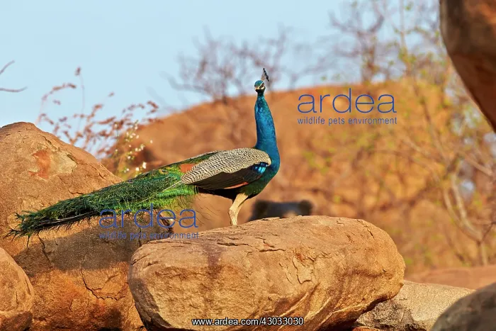  : Indian Peafowl  /  Blue Peafowl male
