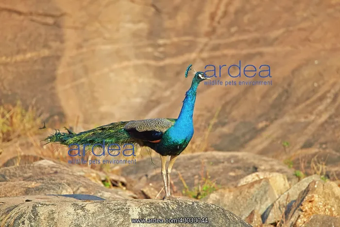  : Indian Peafowl  /  Blue Peafowl male