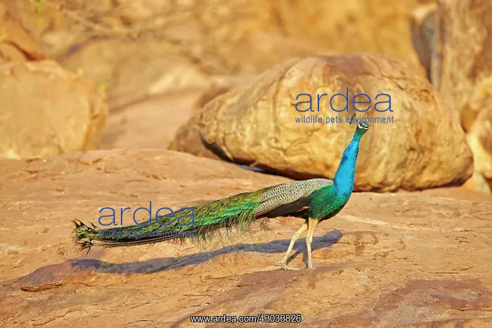  : Indian Peafowl  /  Blue Peafowl male