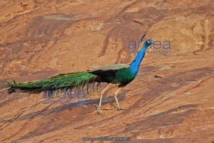  : Indian Peafowl  /  Blue Peafowl male