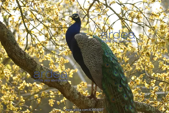 : Indian Peafowl on a branch in Spring France : Indian Peafowl on a branch in Spring France