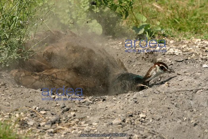 : Indian Peafowl female taking a dust bath France : Indian Peafowl female taking a dust bath France