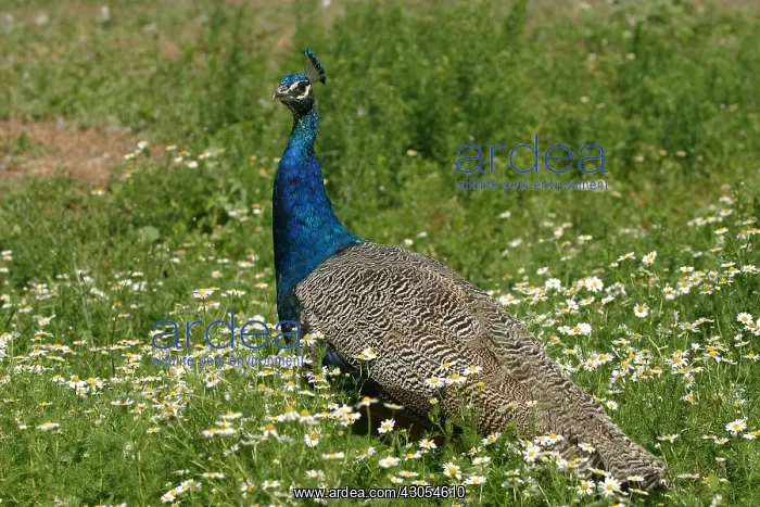 : Indian Peafowl male taking a dust bath France : Indian Peafowl male taking a dust bath France