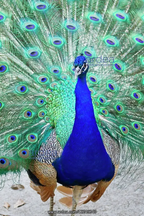 : Indian Peafowl (Pavo cristata) male peacock : Indian Peafowl (Pavo cristata) male peacock