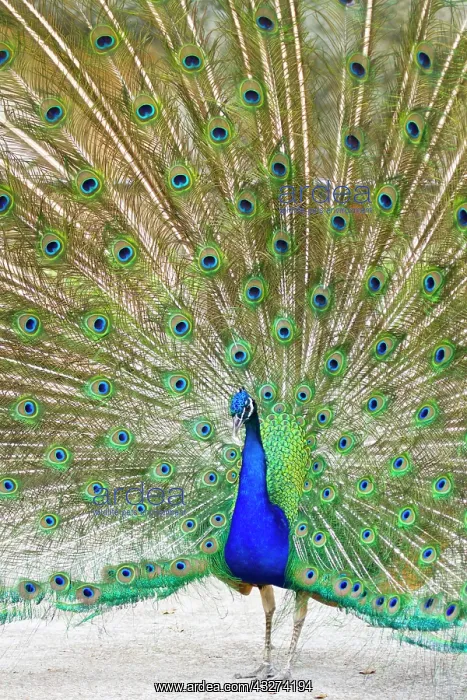  : Indian Peafowl (Pavo cristata) male peacock