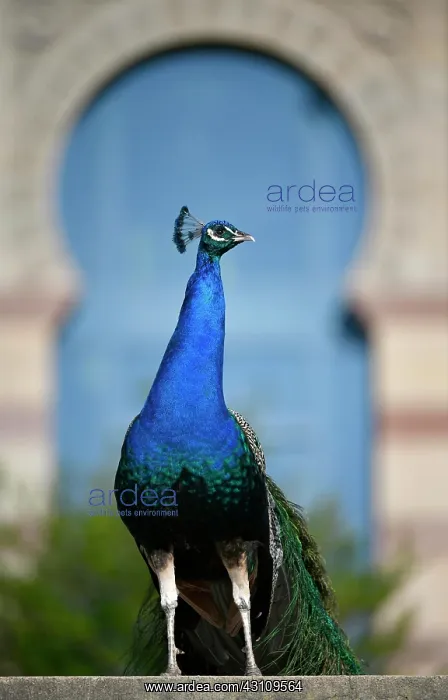  : Indian peafowl (Pavo cristatus), captive, Stuttgart
