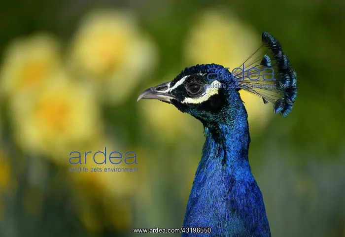 : Indian peafowl (Pavo cristatus), cock, animal portrait : Indian peafowl (Pavo cristatus), cock, animal portrait