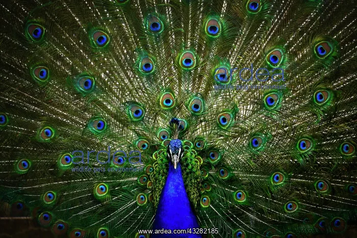  : Indian peafowl (Pavo cristatus), captive, Stuttgart