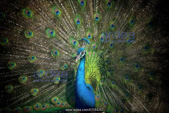 : Indian peafowl (Pavo cristatus), beats the wheel : Indian peafowl (Pavo cristatus), beats the wheel