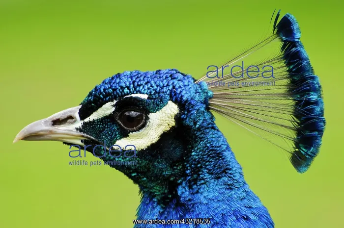  : Indian peafowl (Pavo cristatus), blue peacocks