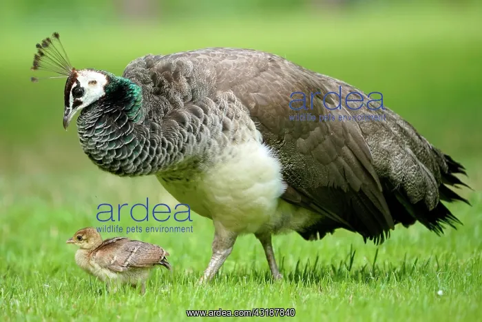  : Indian peafowl (Pavo cristatus) with chicks in meadow