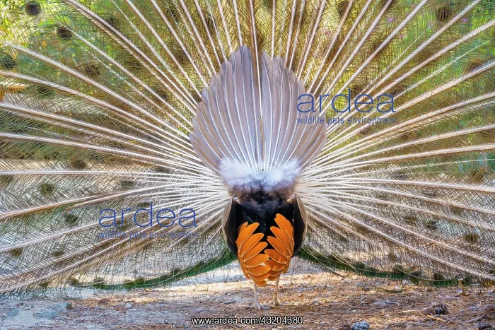 : Indian peafowl (Pavo cristatus) doing cartwheels : Indian peafowl (Pavo cristatus) doing cartwheels