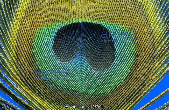 : Indian Peafowl (Pavo cristatus) feather detail : Indian Peafowl (Pavo cristatus) feather detail