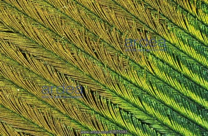 : Indian Peafowl (Pavo cristatus) feather detail : Indian Peafowl (Pavo cristatus) feather detail