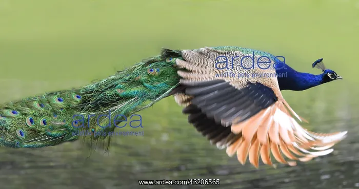  : Indian Peafowl (Pavo cristatus) male in flight