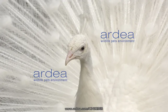 : Indian peafowl (Pavo cristatus), male, white : Indian peafowl (Pavo cristatus), male, white