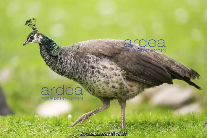 : Indian peafowl (Pavo cristatus) walking on a meadow : Indian peafowl (Pavo cristatus) walking on a meadow