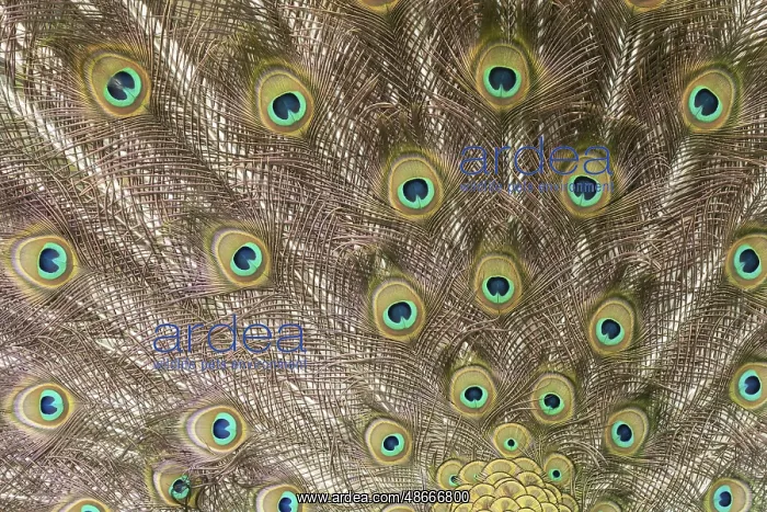 : Indian peafowl or Peacock (Pavo cristatus) adult male bird : Indian peafowl or Peacock (Pavo cristatus) adult male bird