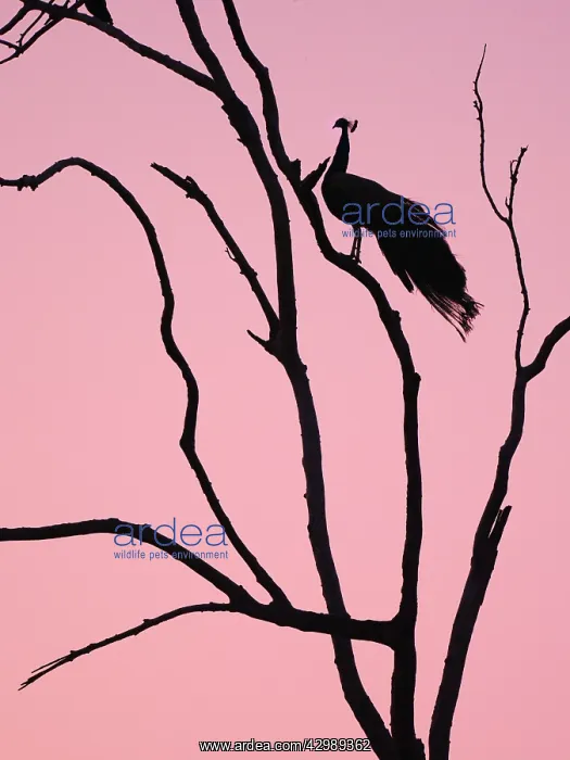 : Indian Peafowl - in roosting tree at dawn Pavo cristatus : Indian Peafowl - in roosting tree at dawn Pavo cristatus