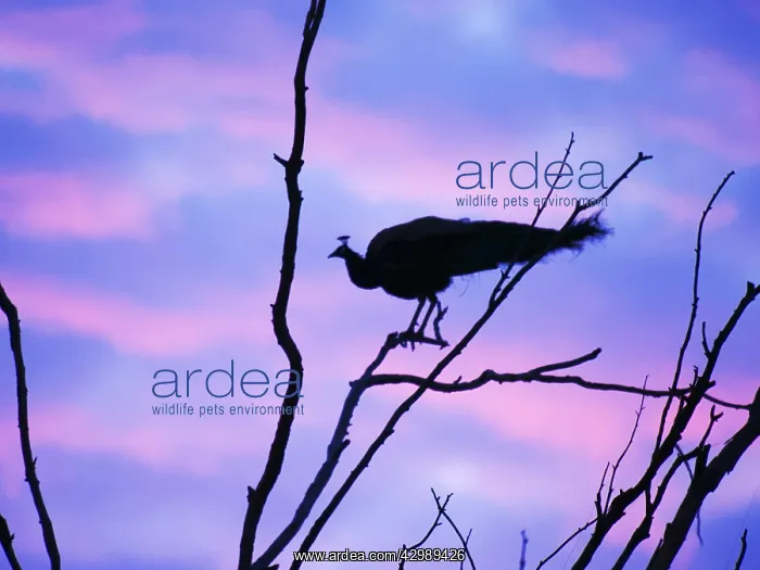 : Indian Peafowl - in roosting tree at dawn Pavo cristatus : Indian Peafowl - in roosting tree at dawn Pavo cristatus