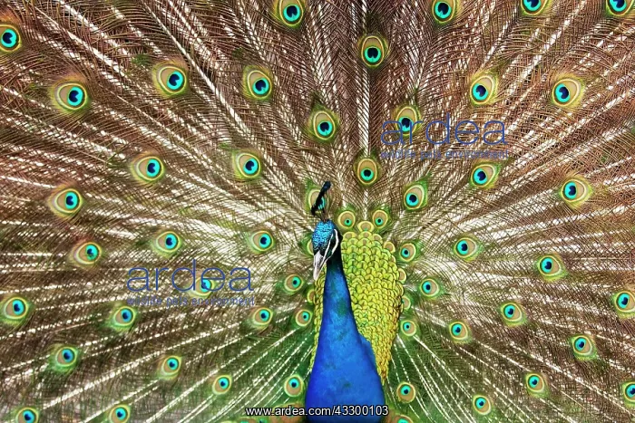: Indian peafowlenhahn (Pavo cristatus), courtshiping : Indian peafowlenhahn (Pavo cristatus), courtshiping